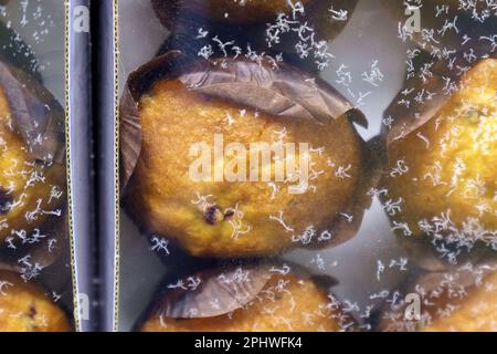 Aliments surgelés Muffin Rolls sur une étagère d'un congélateur domestique, concept de stockage des aliments à longue durée de vie. Mise au point sélective Banque D'Images