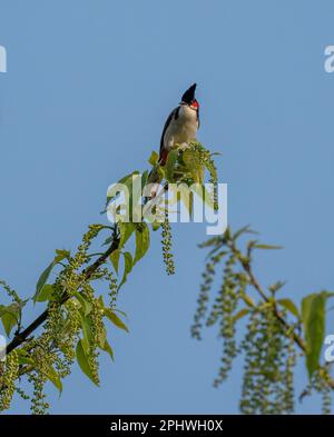 Un Bulbul à Whiskered rouges perché sur une branche contre un ciel bleu. Banque D'Images