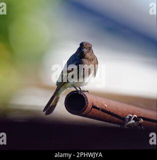 Black Phoebe (Nord) (Sayornis nigricans) perçant sur une clôture métallique CA USA Banque D'Images