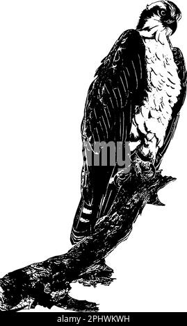 Osprey, faucon de mer perché sur un croquis d'arbre Illustration de Vecteur