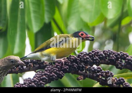 Oiseau jaune (Sphecotheres flaviventris, race du Nord) se nourrissant sous la pluie sur le fruit d'un arbre-parapluie (Schefflera actinophylla), au nord lointain Banque D'Images