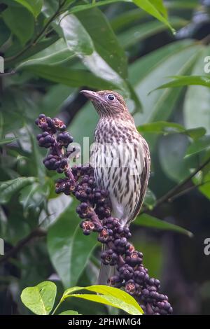 Portrait vertical d'un Figbird jaune femelle (Sphecotheres viridis, race du Nord) sur un arbre-parapluie (Schefflera actinophylla), à l'extrême nord du Queensland Banque D'Images