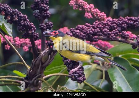 Gros plan d'un Figbird jaune (Sphecotheres flaviventris, race du Nord) se nourrissant du fruit d'un Parapluie (Schefflera actinophylla), au nord lointain Banque D'Images