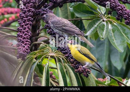 Une paire de Figbirds jaunes (Sphecotheres flaviventris, race du Nord) se nourrissant du fruit d'un arbre-parapluie (Schefflera actinophylla), à l'extrême nord Banque D'Images