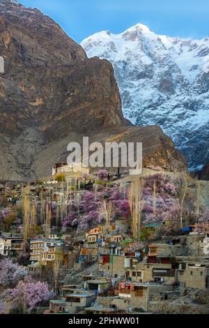 magnifique paysage d'arbres roses et de pics de neige en arrière-plan, pleine fleur de fleurs de cerisier et d'abricot au printemps Banque D'Images