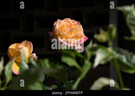 Rose rose jaune fleur gros plan sur fond vert flou Banque D'Images