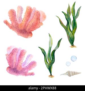 Aquarelle de coraux dessinés, d'algues de ruban, de bulles et de coquillages de cône sur fond blanc. Image sous-marine pour illustration, autocollants, logo Banque D'Images