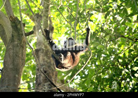 Un macaque à crête noire (Macaca nigra) de Sulawesi se déplace sur une vigne de liana dans la réserve naturelle de Tangkoko, au nord de Sulawesi, en Indonésie. Par le biais du projet Macaca Nigra et d'autres, depuis plusieurs décennies, des équipes de recherche sont venues dans la réserve de Tangkoko, un habitat relativement sûr, pour étudier cette espèce, selon un résumé de mars 2023 de la collection de documents de recherche scientifique qui est édité par une équipe de primates scientifiques dirigée par Jatna Supriatna (Accès sur Springer). Une des sept espèces de macaques endémiques à l'île de Sulawesi, le macaque à crête (Macaca nigra) est une espèce primate socialement tolérante, Banque D'Images