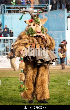 Danseur de kukeri avec costume de peau d'animal, grands cloches, et masque d'animal étrange participant au festival à Simitli, Bulgarie, Europe de l'est, Balkans, UE Banque D'Images