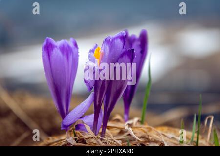 Ressort. Crocuses fleurir dans la prairie. Koscielisko, Pologne. Banque D'Images