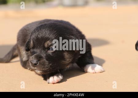 Un magnifique chiot noir nouveau-né. Banque D'Images