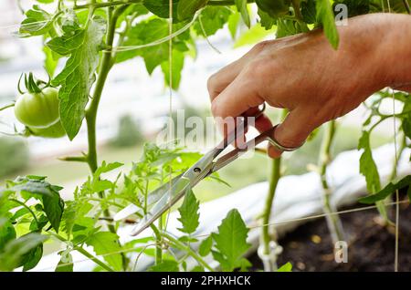 Les mains des hommes élagage des sucer (pousses latérales) des plants de tomate avec des ciseaux. Agriculteur homme jardinage dans la serre à la maison Banque D'Images