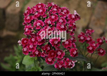 Dianthus barbatus, plante de fleur douce de william qui fleurit sur fond vert flou Banque D'Images