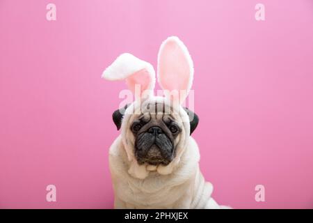 Chien de petit beige avec oreilles de lapin sur fond rose. Concept de Pâques. Le concept de carnaval, fête de costume, Halloween. copyspace. Banque D'Images