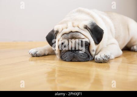 Le chien beige se trouve malheureusement sur un parquet. Concept de dépression et de problèmes de santé mentale. Banque D'Images