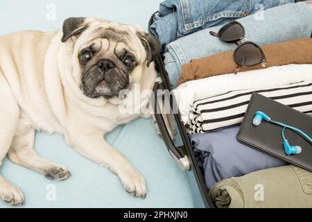 Un chien beige se trouve tristement près d'une valise avec des vêtements, attendant que les propriétaires partent en vacances ou en voyage. Banque D'Images