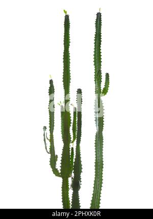 Euphorbia trigona (arbre laitier africain) isolé sur fond blanc Banque D'Images