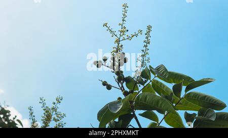 Fleurs de longan et jeunes fruits de longan sur un arbre de longan au ciel bleu Banque D'Images