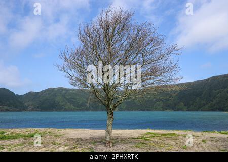 Un seul arbre près du lac Sete Cidades dans l'île de Sao Miguel, dans les Açores, au Portugal Banque D'Images