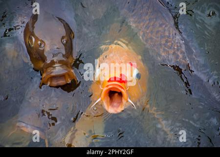 Carpe koï (Cyprinus carpio), Kois dans le lac en attente d'être feeded, Japon Banque D'Images