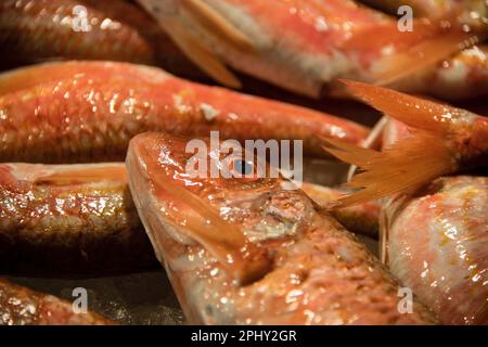 Mulet rouge, mulet rouge (Mullus barbatus), mulettes rouges fraîchement pêchées sur un marché aux poissons, Italie, Venise Banque D'Images