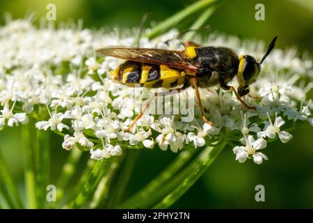 Mouche du soldat général à bandes (Stratiomys potamida, Stratiomys splendens), assise sur un ombellifère à fleurs blanches, Autriche, Tyrol oriental Banque D'Images