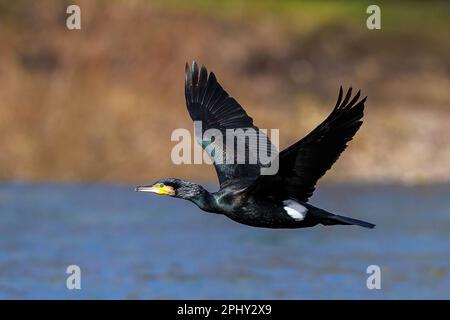 Grand cormoran (Phalacrocorax carbo), en vol au-dessus de l'eau, Allemagne, Bade-Wurtemberg Banque D'Images