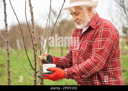 Vieil homme au panama chapeau graissage des arbres. Banque D'Images