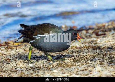 moorhen (Gallinula chloropus), recherche sur le côté de l'eau, vue latérale, Allemagne, Bade-Wurtemberg Banque D'Images