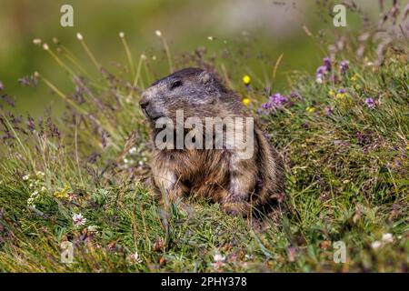 Marmotte alpine (Marmota marmota), assise dans une prairie en fleurs, vue de face, Autriche, parc national Hohe Tauern, Grossglockner Banque D'Images