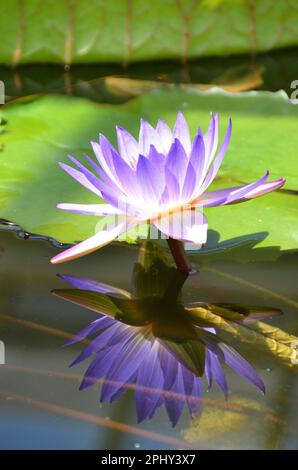 lotus égyptien, lotus bleu du nil, nénuphars bleu (Nymphaea caerulea), nénuphars bleu-violet se reflétant dans l'eau Banque D'Images