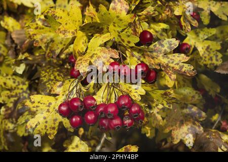Aubépine, aubépine, aubépine anglaise (Crataegus monogyna), branches en automne avec fruits, Allemagne Banque D'Images