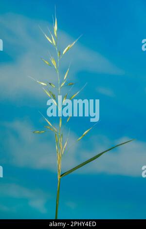 Fausse herbe d'avoine, grande herbe d'avoine, grande herbe d'avoine (Arrhenatherum elatius), panicule, Allemagne, Bavière Banque D'Images