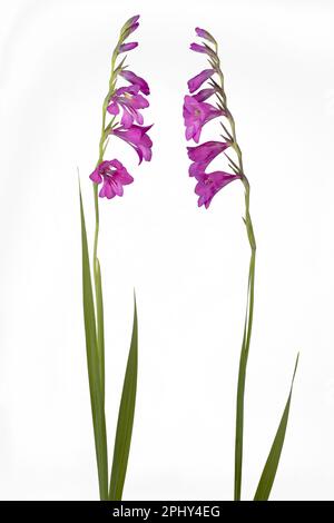 Marsh gladiolus (Gladiolus palustris), fleurs, découpe, composition Banque D'Images