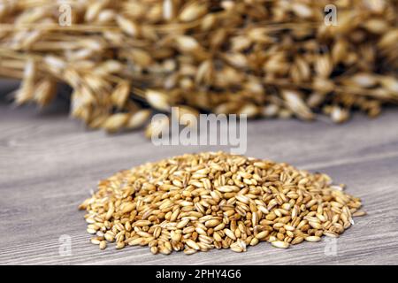 Avoine cultivée, avoine commune (Avena sativa), épis et grains Banque D'Images