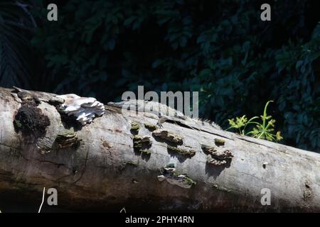 Jeune crocodile Banque D'Images