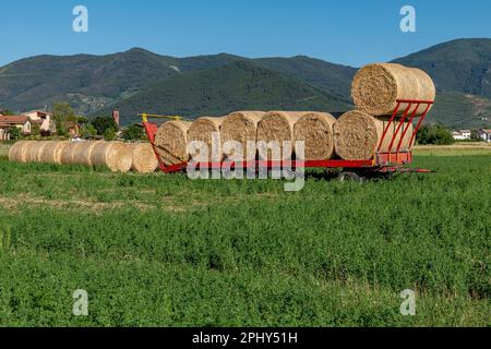 Des balles de foin sont alignées sur une remorque dans la campagne toscane près de Bientina, en Italie, qui attend d'être ramenée Banque D'Images