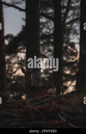 Un cerf majestueux debout dans une forêt profonde et ombragée au crépuscule Banque D'Images