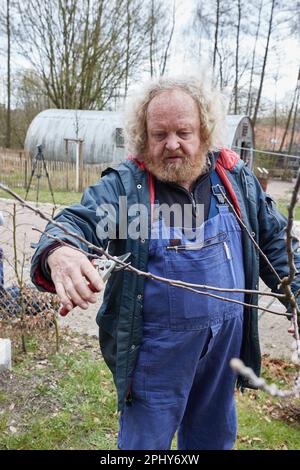 Rosengarten Ehestorf, Allemagne. 30th mars 2023. Eckart Brandt, ancien producteur et auteur de fruits, prunise un jeune arbre de la variété 'Holländer Prinz' lors d'un événement de presse pour la plantation de la pomme de l'année 2023 au Freilichtmuseum am Kiekeberg. Le 'Holländer Prinz' est une variété de pomme qui a probablement été apportée à l'origine en Allemagne du nord par des colons hollandais. Credit: Georg Wendt/dpa/Alay Live News Banque D'Images