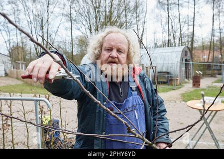 Rosengarten Ehestorf, Allemagne. 30th mars 2023. Eckart Brandt, ancien producteur et auteur de fruits, prunise un jeune arbre de la variété 'Holländer Prinz' lors d'un événement de presse pour la plantation de la pomme de l'année 2023 au Freilichtmuseum am Kiekeberg. Le 'Holländer Prinz' est une variété de pomme qui a probablement été apportée à l'origine en Allemagne du nord par des colons hollandais. Credit: Georg Wendt/dpa/Alay Live News Banque D'Images