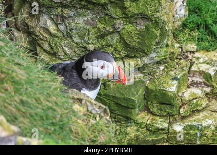 A Puffin attend que son partenaire revienne avec des anguilles de sable au RSPB Bempton Cliffs à Bempton Cliffs, Bempton, Bridlington, Royaume-Uni, 30th mars 2023 (photo de William Cosgrove/News Images) Banque D'Images