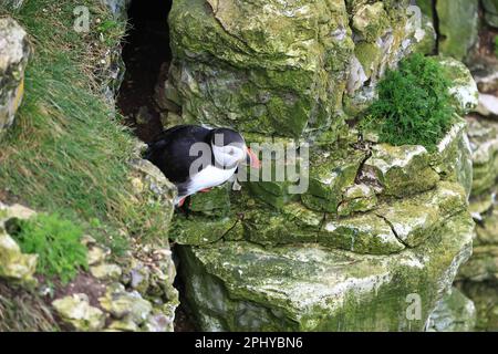 A Puffin attend que son partenaire revienne avec des anguilles de sable au RSPB Bempton Cliffs à Bempton Cliffs, Bempton, Bridlington, Royaume-Uni, 30th mars 2023 (photo de William Cosgrove/News Images) Banque D'Images