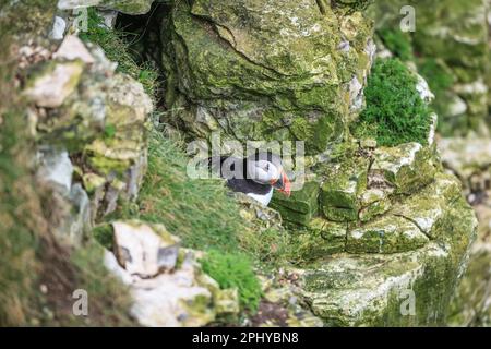 A Puffin attend que son partenaire revienne avec des anguilles de sable au RSPB Bempton Cliffs à Bempton Cliffs, Bempton, Bridlington, Royaume-Uni, 30th mars 2023 (photo de William Cosgrove/News Images) Banque D'Images