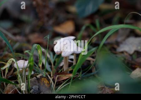 Photo macro d'un groupe de champignons blancs qui poussent dans une zone d'herbe, entouré d'un feuillage vert luxuriant Banque D'Images