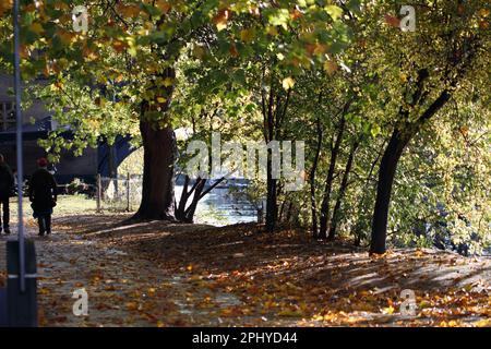 Une scène tranquille avec des feuilles d'automne tombées éparpillées sur un trottoir avec un pont visible en arrière-plan Banque D'Images