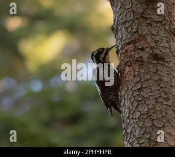 Un pic eurasien à trois doigts (Picoides tridactylus) qui pectord l'écorce d'un arbre Banque D'Images
