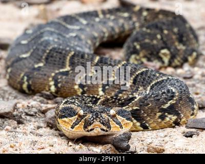 Gros plan d'un serpent Adder à la bouffée intimidant Banque D'Images