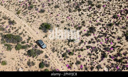 Vue aérienne du paysage désertique avec une voiture sur la route de terre et des fleurs sauvages couvrant le terrain aride Banque D'Images