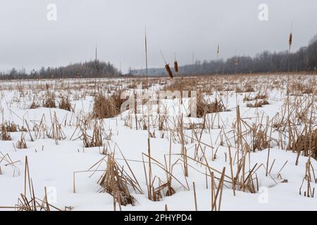 Un paysage enneigé avec une grande herbe sèche et des roseaux dépolis morts au premier plan Banque D'Images