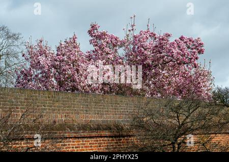 Eton, Windsor, Berkshire, Royaume-Uni. 30th mars 2023. Un joli magnolia rose dans le domaine de l'Eton College pendant une journée de douches et de soleil. Crédit : Maureen McLean/Alay Live News Banque D'Images